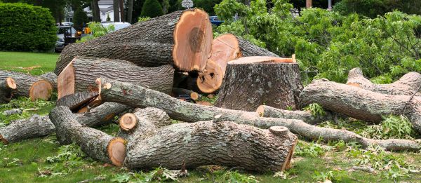 Large Tree Removal in Lawrence