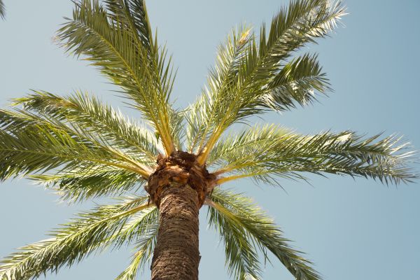 Palm Tree Removal in Lawrence