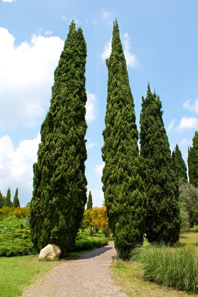 Cypress Tree Removal in Lawrence
