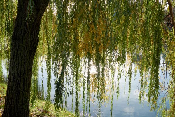 Willow Tree Removal in Lawrence