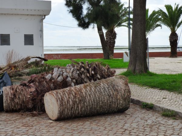 Palm Trees Removal in Lawrence