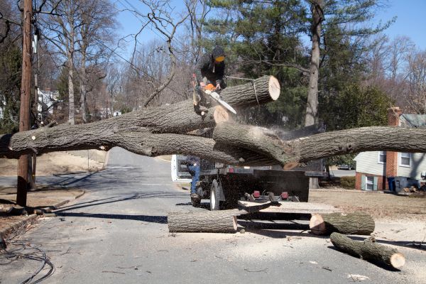 Residential Tree Removal in Lawrence