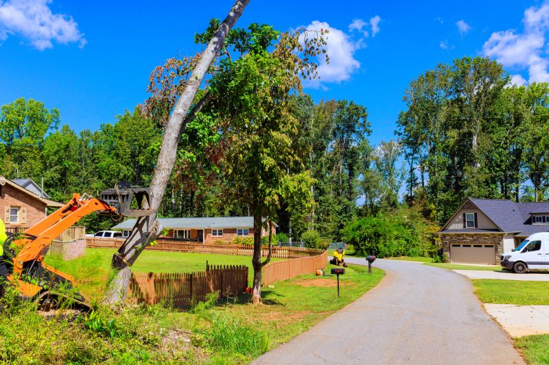 Elm Tree Removal