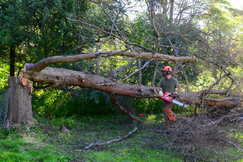Large Tree Being Removed