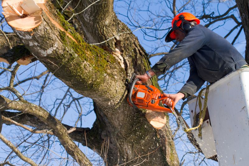 Fall Tree Removal Benefits